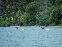 El Pacífico colombiano brilla en la temporada de avistamiento de ballenas