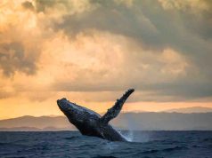 Volar al Pacífico ahora cuesta menos: SATENA activa promoción Cali–Nuquí