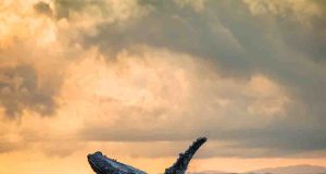 Volar al Pacífico ahora cuesta menos: SATENA activa promoción Cali–Nuquí