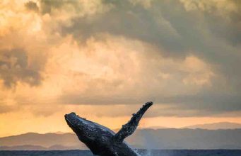 Volar al Pacífico ahora cuesta menos: SATENA activa promoción Cali–Nuquí