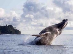 Avistamiento de ballenas en el Pacífico colombiano: impulsan turismo responsable para proteger a las jorobadas