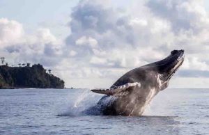 Avistamiento de ballenas en el Pacífico colombiano: impulsan turismo responsable para proteger a las jorobadas