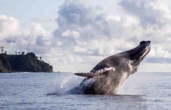 Avistamiento de ballenas en el Pacífico colombiano: impulsan turismo responsable para proteger a las jorobadas
