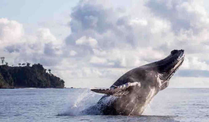 Avistamiento de ballenas en el Pacífico colombiano: impulsan turismo responsable para proteger a las jorobadas